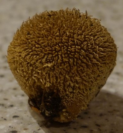 Hedgehog or Spiny Puffball Lycoperdon echinatum