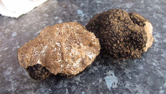 Summer truffle Tuber aestivum