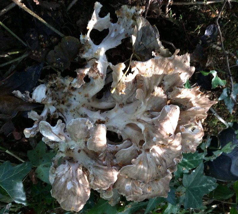 Hen of the Woods  Grifola frondosa