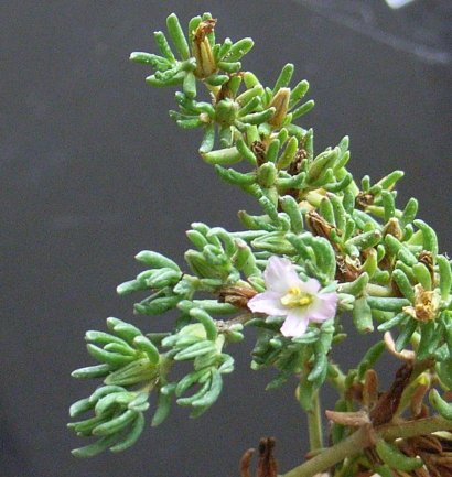 Sea heath Frankenia laevis
