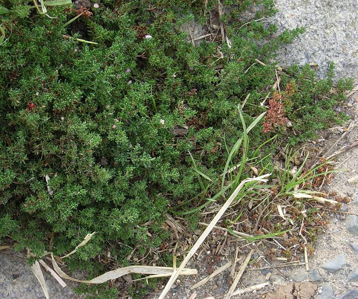 Sea heath Frankenia laevis (detail)