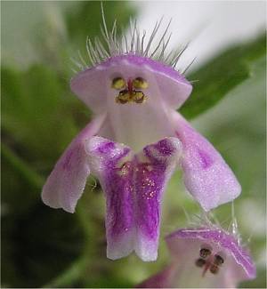 Galeopsis bifida flower detail