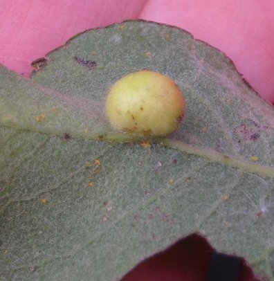 pea gall on willow Pontania sp. on Salix