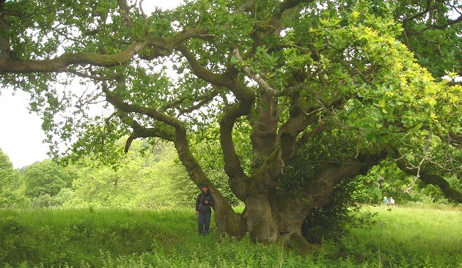 Ancient oak Quercus sp.