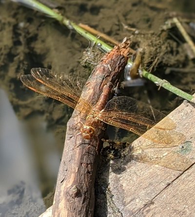 Brown hawker dragonfly