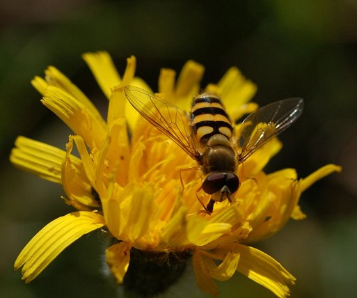 Syrphus hoverfly