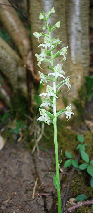 greater butterfly orchid Platanthera chlorantha