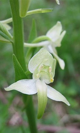greater butterfly orchid Platanthera chlorantha flower detail