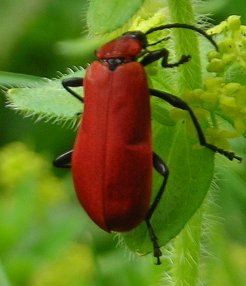 cardinal beetle Pyrochroa coccinea