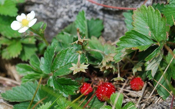 Wild strawberry Fragaria vesca