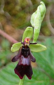 fly orchid Ophrys insectifera flower