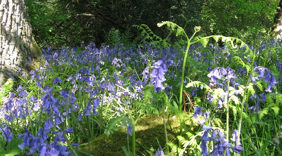 Bluebells in wood