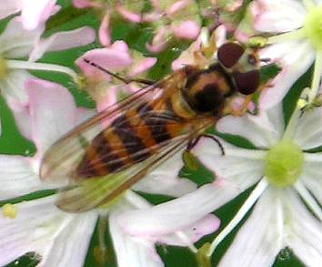 small hoverfly sp. unknown