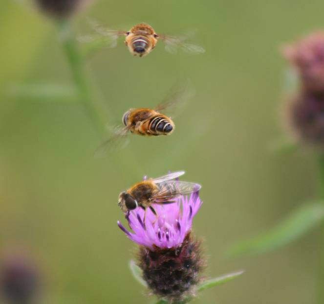 three hoverflies