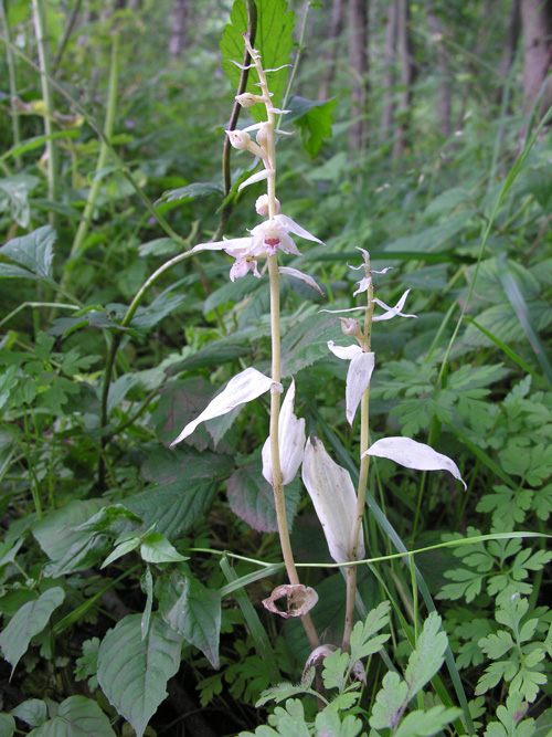 hypochromic Epipactis helleborine