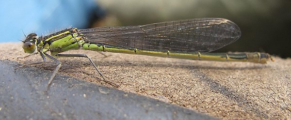 blue-tailed damselfly female infuscans