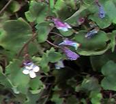 Toadflax, ivy leaved