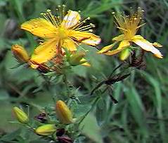 St. Johnswort, common or perforate