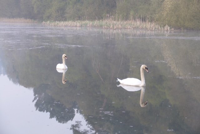 Mute swans on the lake