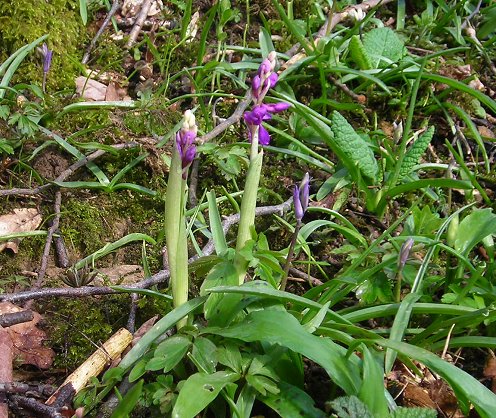 Early purple orchid Orchis mascula