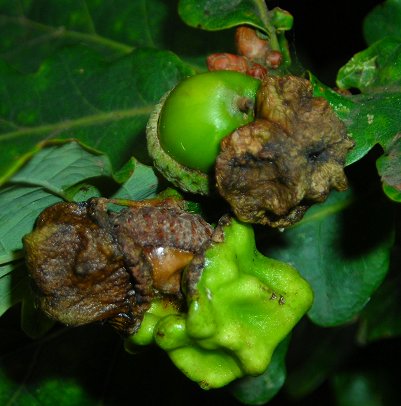 knopper gall on Quercus robur