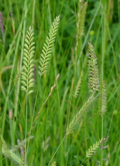 Crested dogstail and meadow barley