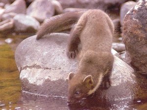 pine marten