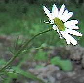 Mayweed, scentless