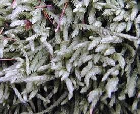 Woodland moss