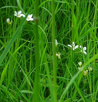 meadow saxifrage