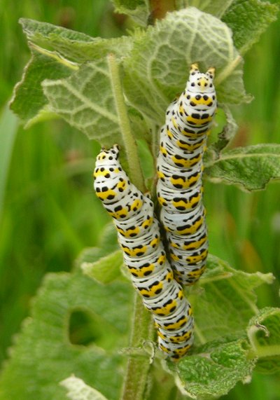 mullein moth larvae Cucullia verbasci