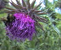 Thistle, musk