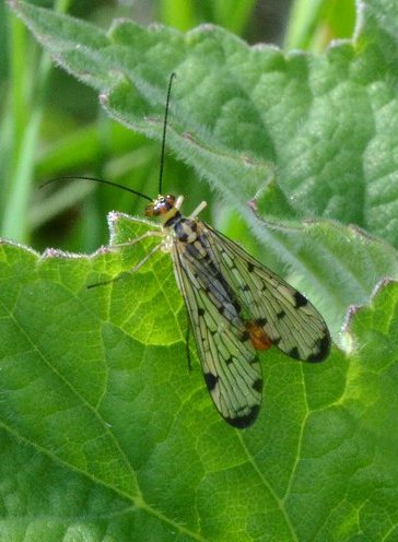 Scorpion fly Panorpa sp.