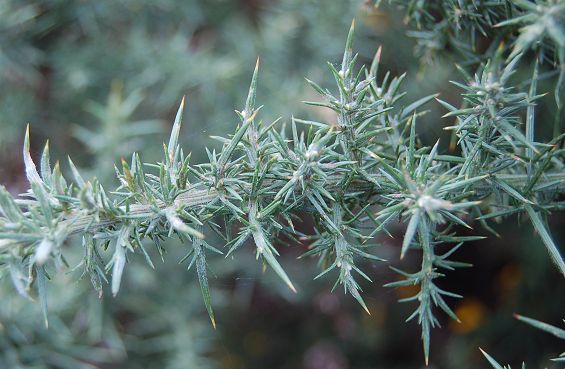 common gorse Ulex europaeus