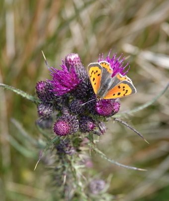 Small copper butterfly on marsh thistle