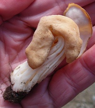 Saddle fungus Helvella crispa