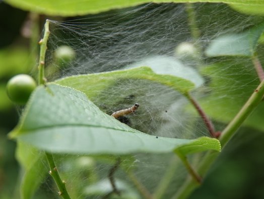 Caterpillars in web nest, probably ermine moth Yponomeuta sp.