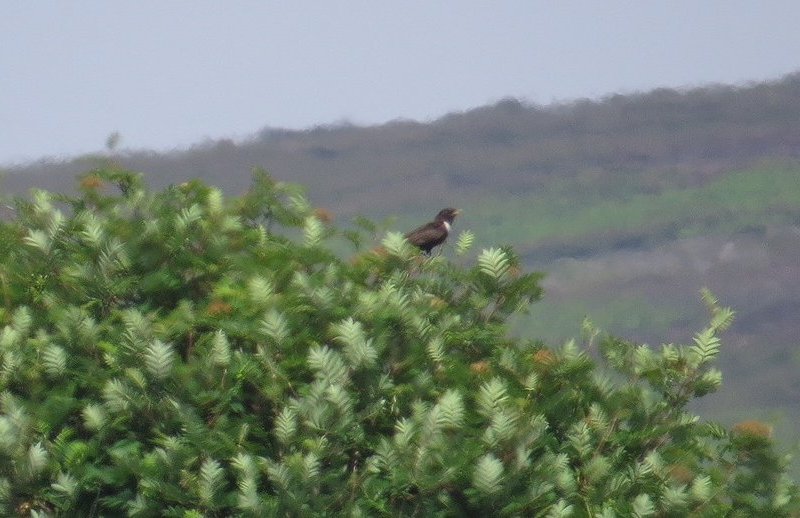 Distant ring ouzel in tree