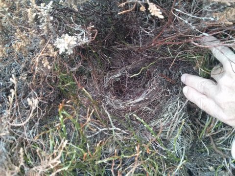 Previous year's ring ouzel nest