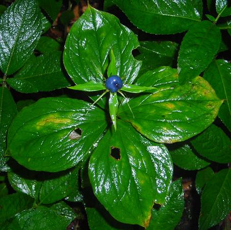 Herb paris Paris quadrifolia berry