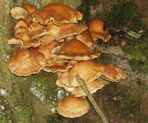 Pholiota aurivella