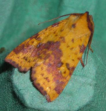 pink-barred sallow moth