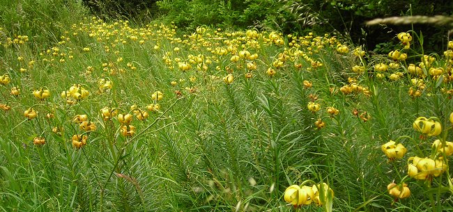 Pyrenean lilies Lilium pyrenaicum in grass