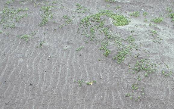 Ripple pattern on beach