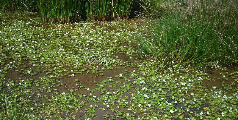 round-leaved water crowfoot  Ranunculus omiophyllus