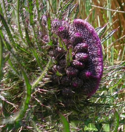 marsh thistle with fasciation