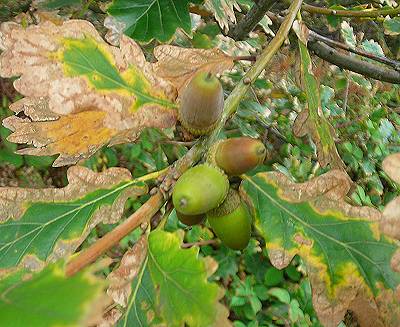 sessile oak acorns - Quercus patraea