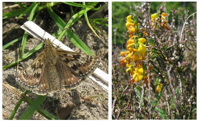 Dingy skipper butterfly and petty whin