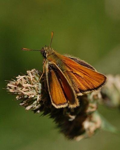 Small skipper butterfly