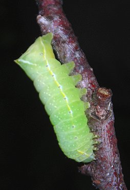 caterpillar of Copper Underwing